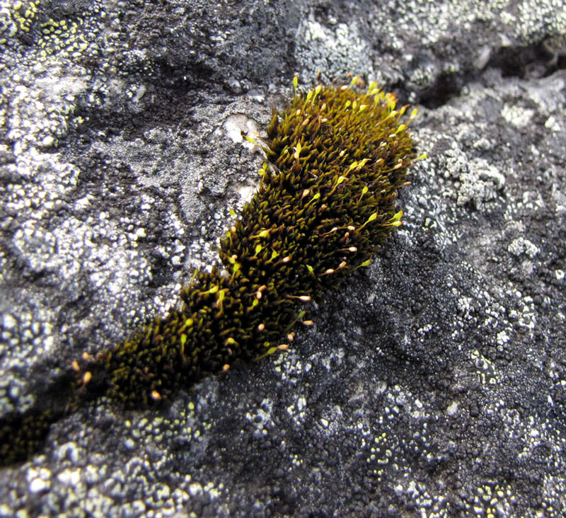 Grimmia unicolor